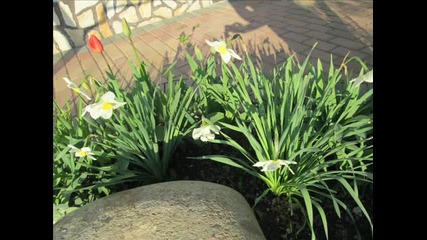Пролет в нашия двор
