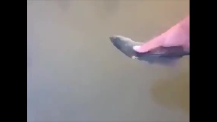 Тренирана Риба Прави Кръгчета в Аквариума