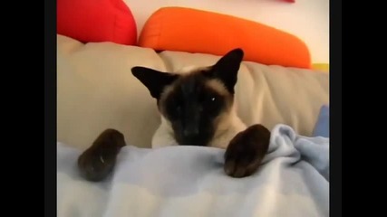 Today i sleepz like humanz =^,,^=