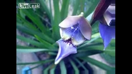 Как распъпва орхидея