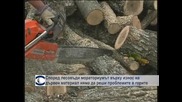 Според лесовъди мораториумът върху износ на дървен материал няма да реши проблемите в гората