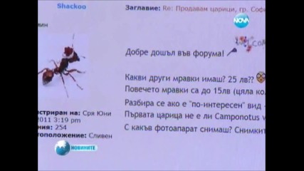 Отглеждахе ха мравки