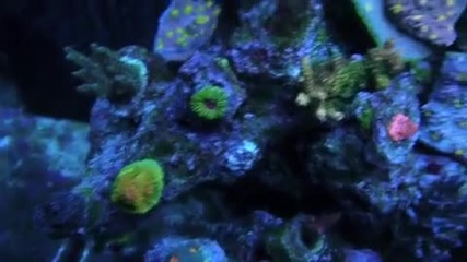 Saltwater Aquarium Worldwide Corals ~ Amazing 