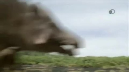 Праисторичрски Денвър - Terminator Pig