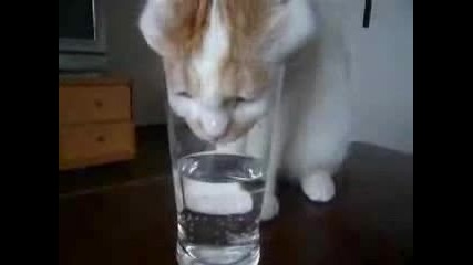 Много Жадно Котенце