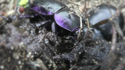 Mungusid-bug in armor