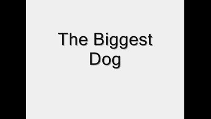 Worlds Strongest, Biggest and Fattest dog (world record)