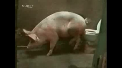 А Вие Го Наричате Прасе - Смях