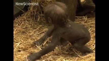 Първи стъпки на бебе горила