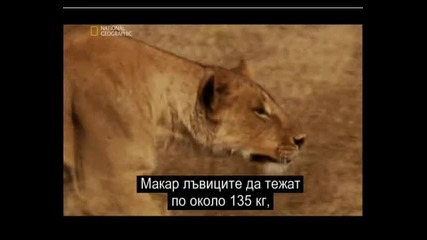 Животът на Лъвовете част 3 
