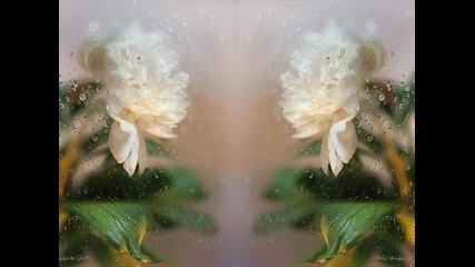 Peonies