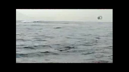 Скок на огромна бяла акула