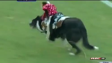 Смешно родео! Маймунка на куче