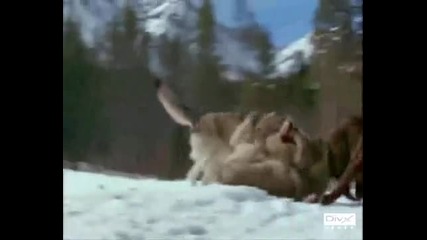 Wolf vs Tiger - The Wolf Rule!!!!