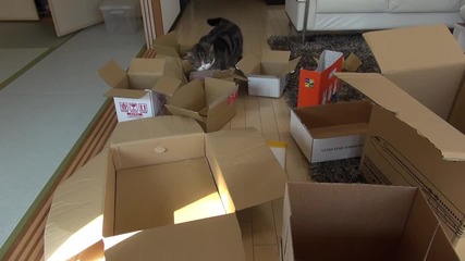 Котето Мару и многото кутии .. Сладур .