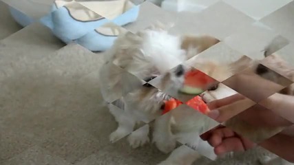 Котенце и кученце си похапват динка..