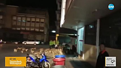 Хиляди гладни маймуни опустошиха две села в Тайланд
