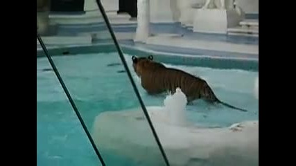 Swimming Tiger 