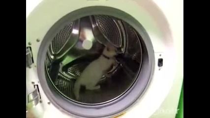 Котка си играе в пералнята