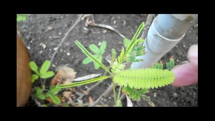 Срамежливо растение ( мимоза )