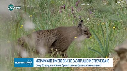 Иберийските рисове вече не са застрашени от изчезване