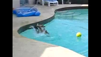 Смях! Куче пада в басейн опитвайки се да достигне топка!