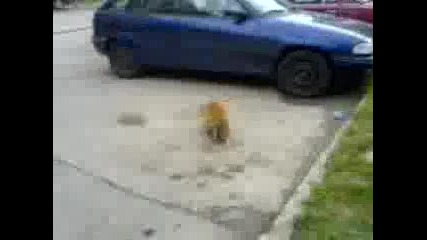 kotki se ebat na parking (chukat)
