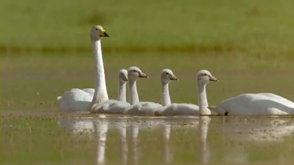Wonderful Chill Out Music - Winged Migration