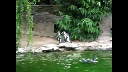 Пингвини гонят пеперуда 