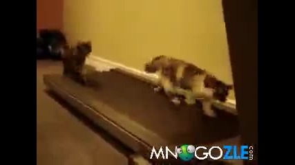 Котки тичат на пътеката 