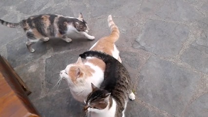 танца на котките