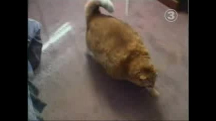 Гинес - Най - дебелата котка в света!! 