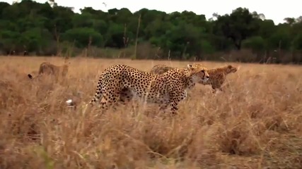 Африканските котки - Disney Nature 2011