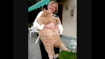 Really Fat Pets