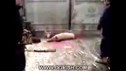 Schwein Schlachten.3gp