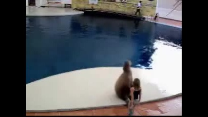 Танцуващ тюлен 