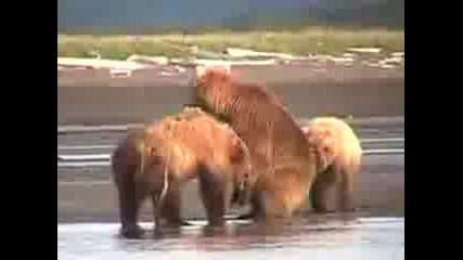 Бой м/у мечки Bear Fight