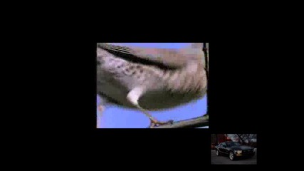 Видео за живота на птиците в природата (bbc) 