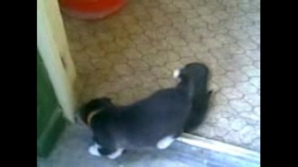 Страх От Котка
