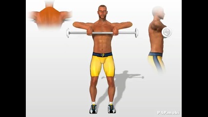 Body area - Neck (trapezius)
