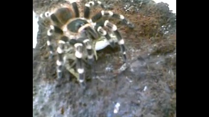 Тарантула яде жаба-acanthoscurria geniculata vs. frog