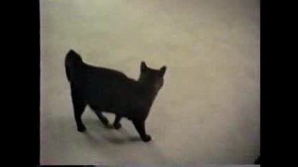 Котка И Куче