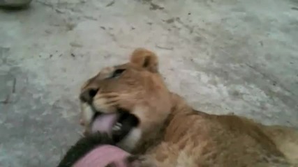 Kevin Richardson спи с лъвица