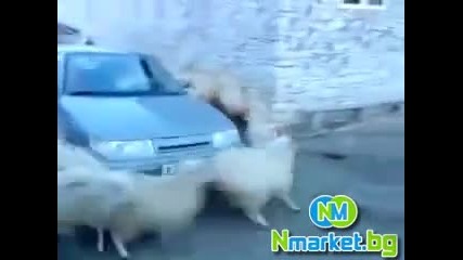 Овце правят торнадо около кола