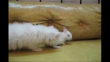 коте и зайче