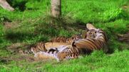 Избраха имена за трите малки тигърчета родени в Лондонския зоопарк (ВИДЕО)