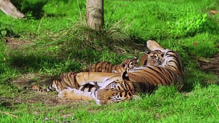 Избраха имена за трите малки тигърчета родени в Лондонския зоопарк (ВИДЕО)