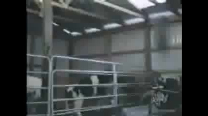 Animals sex 