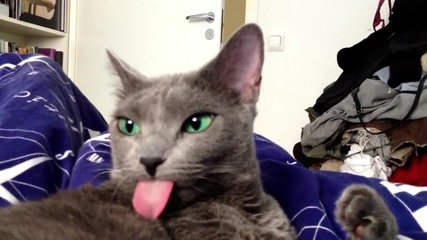 Котка с уникалнo зелени очи !