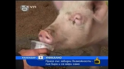 Уникалното прасе Руска - Господари на Ефира 20.11.09 